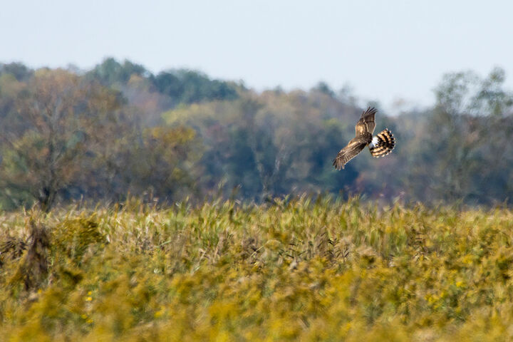 Bird flying in a field